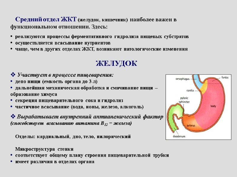 Средний отдел ЖКТ (желудок, кишечник) наиболее важен в функциональном отношении. Здесь:  реализуются процессы